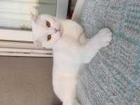Scottish fold yavrumuza güzel bakacak kişiler