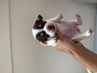 Teacup Chihuahua Yavruları Beyaz Erkek Maskeli Dişi