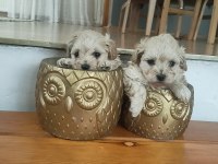Muhteşem 0 numara maltipoo bebekler