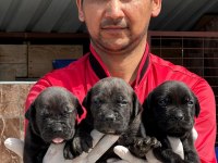 Cane corso yavrular