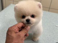 Pomeranian boo bebek köpekler