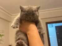 SCOTTİSH STRAIGHT 2 AYLIK ERKEK KEDİ