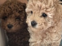 Irk Ve Sağlık Garantili Toy Poodle Bebekler