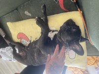 Acil sahiplendirmek istiyorum french bulldog