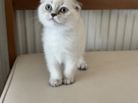 Ankarada ziyarete açık scottish fold yavrumuz