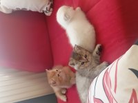 British Shorthair Kediler