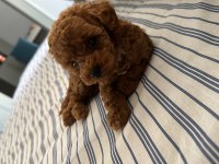 EN UYGUN TOY POODLE 55 GÜNLÜK