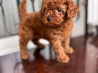 TR DE BU KALİTE YOK KORE POODLE YAVRU
