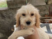 Antalya Maltipoo Köpekler