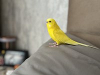 Bir dişi ve bir erkek çift muhabbet kuşu izmir