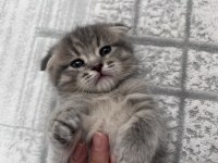 24-25 yaş üstü kişiler yazsın british kedi