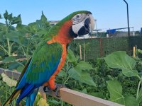 El Besleme 11 Aylık İnsan Canlısı Macaw