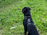 Safkan rottweiler