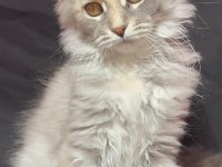 Full şecereli dişi maine coon yavrusu 3 buçuk aylık