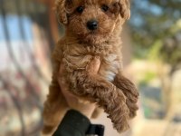 Orjinal Toy Poodle Yavrular