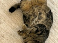 3 Yaş Tekir Mıncır Tatlı Sağlıklı ve Sevecen