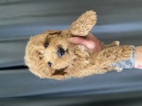 Mini Boy Maltıpoo Oğlumuz
