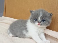 Muhteşem güzellikte scottish fold yavrularımız