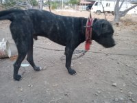 Erkek italyan mastiff (cane corso) 7 aylık safkan