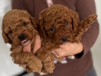 Toy poodle yavruları