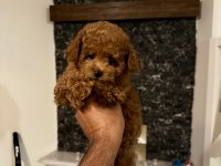 Orjinal toy poodle