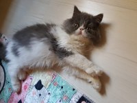 İran persian