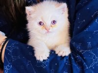 Oyuncu sevecen pamuk şeker british longhair yavrularım