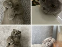 Ömürlük Yuva Scottish Fold İçin