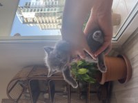 4 adet british shorthair yavrularımız