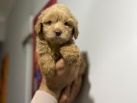 Maltipoo Yavrularımızı Canlı Görerek Alabilirsiniz