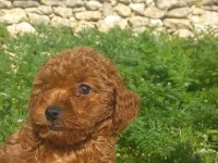 A SINIF CAZİP FİYATA TOY POODLE
