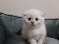 Scottish fold shorthair kedisi