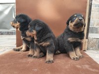 A Klas Kalite Rottweiler Yavruları