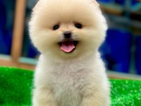Türkiye’nin En güzeli Ayıcık Pomeranian Boo
