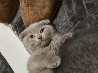 2 aylık ve 1.5 yaşında kedimi sahiplendirmek istiyorum