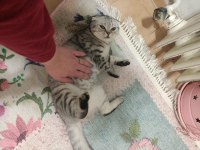 Güzel scottish fold kızımızı sahiplendiriyoruz