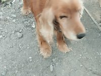 1 Yaşında Erkek American Cocker