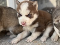 MUHTEŞEM GÜZELLİKTE HUSKY YAVRULARIMIZ YENİ AİLESİNİ ARIYOR