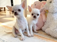 Safkan Beyaz Erkek Chihuahua Köpekler