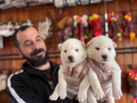 Masmavi gözleriyle husky sibirya kurdu yavrularımız