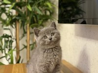Brıtısh Shorthair Gri Yavrularım 