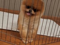 TÜRKİYENİN EN GÜZEL POMERANİAN DİŞİSİ