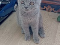 Sevimli british shorthair dostlarımız