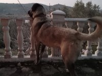 Safkan Kangal
