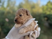 Rezerveye açık 1 aylık toy poodle yavrularımız