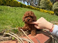 ORJİNAL IRK VE SAĞLIK GARANTİLİ POODLE