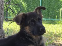Safkan şecereli alman çoban köpeği yavruları