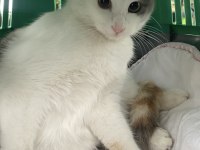KEDİMİZ ŞANS İÇİN ÖMÜRLÜK YUVA ARANIYOR