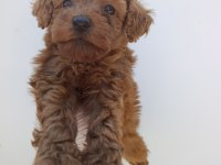 toy poodle bebeklerimiz rezervasyona açıktır