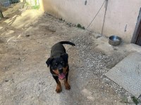 Safkan Rottweiler Erkek